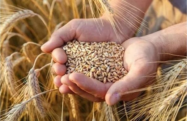 الزراعة تعلن وقف استلام وتوريد الحبوب في الصوامع ومراكز الاستلام