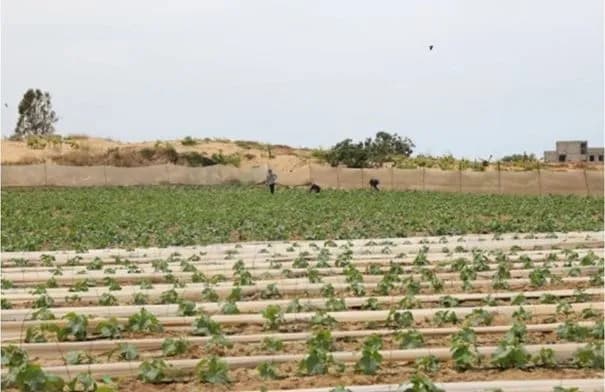 الفاو: 3% فقط من أراضي غزة الزراعية ما تزال سليمة