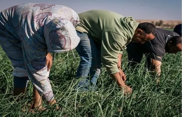 الحكومة تقر تعديلات لدعم القطاع الزراعي وترشيد استهلاك المياه