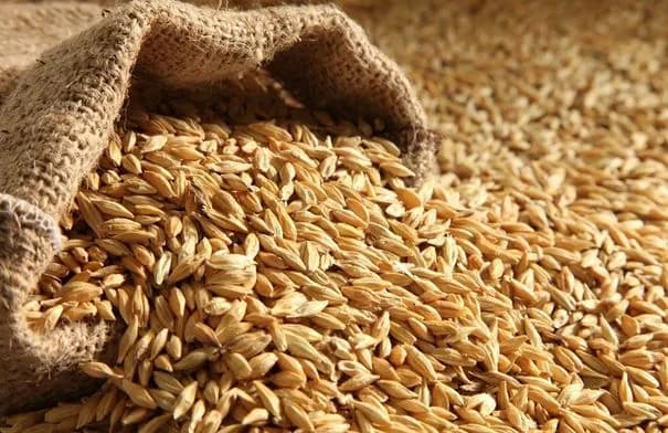 الأردن يعيد طرح عطاء لاستيراد 100-120 ألف طن شعير