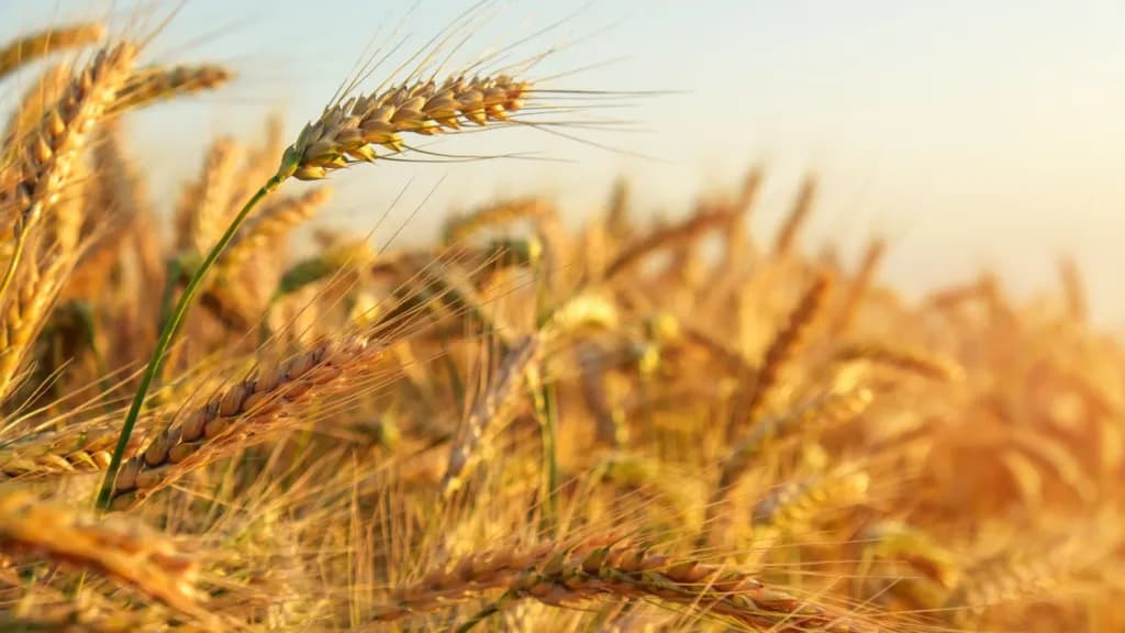 الزراعة تمدد استلام الحبوب من المزارعين حتى 13 آب