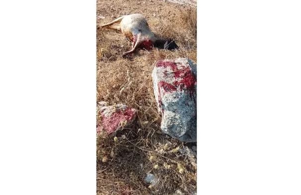 الاحتلال يطلق النار على راعي أغنام غرب الخليل وحرق مسكن في مسافر يطا
