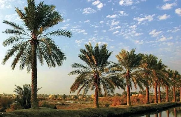 الأغوار الشمالية: لقاء إرشادي لمواجهة آفات النخيل قبل موسم الإنتاج