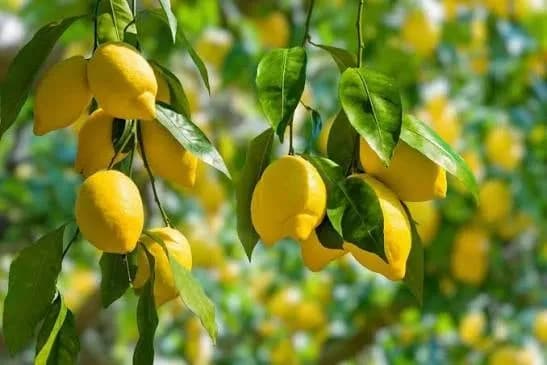 أسعار الخضار والفواكه في سوق الجملة المركزي اليوم الخميس