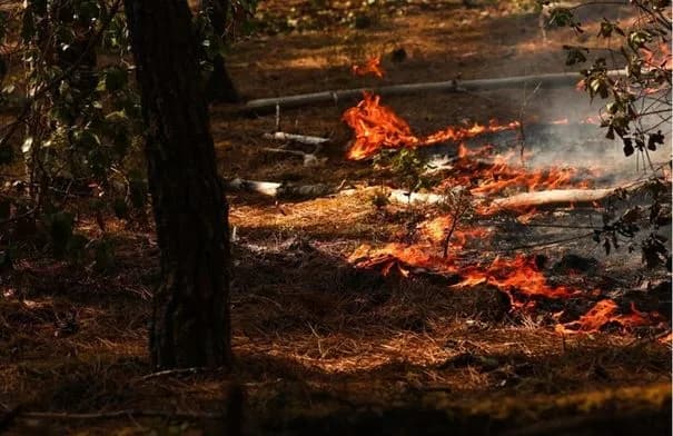 إجلاء نحو 1200 شخص من مخيمات شمال فرنسا بسبب حرائق الغابات