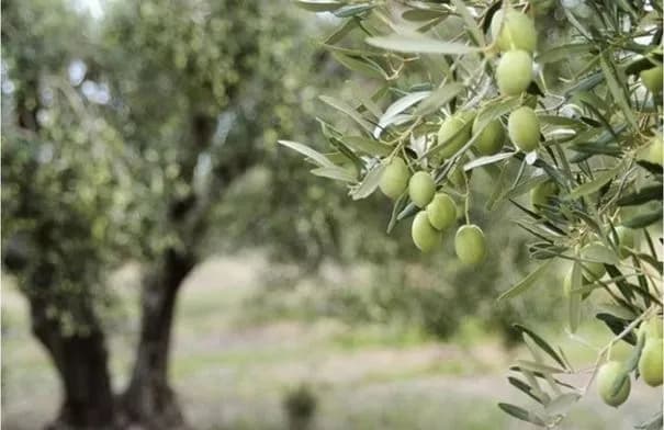 زراعة الكورة تحث مزارعي الزيتون على الري لمواجهة الحر وتحسين الإنتاج