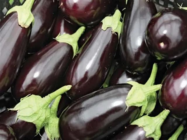 أسعار الخضار والفواكه اليوم في سوق الجملة المركزي.. الباذنجان 25 قرشًا