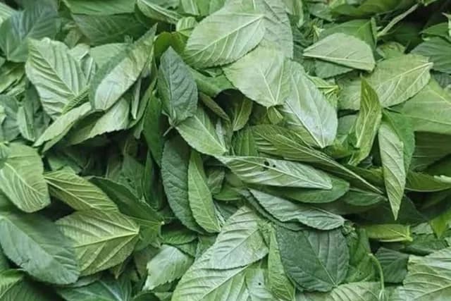1594 طناً خضاراً و858 طناً فواكه في سوق الجملة المركزي بعمّان