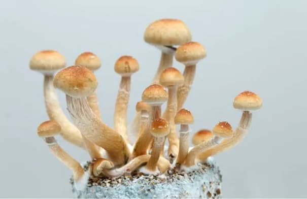 السيلوسيبين في الفطر السحري قد يحمي الأعصاب من آثار العلاج الكيميائي