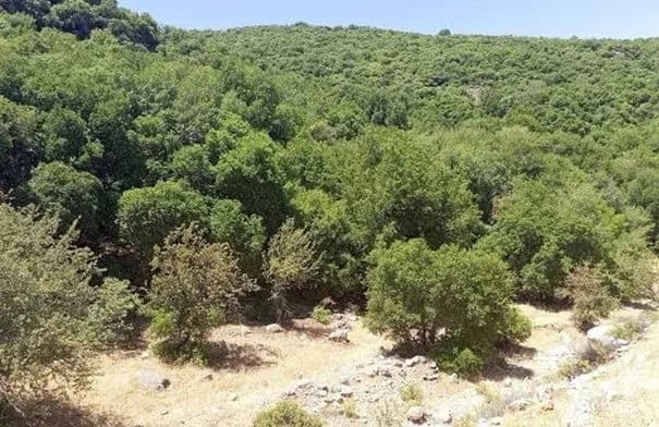 الأرصاد: حرارة مرتفعة الأربعاء تتراجع تدريجيًا حتى السبت