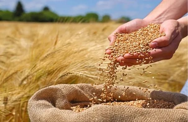 مجلس الوزراء يرفع مخصصات شراء القمح والشعير إلى 59 مليون دينار