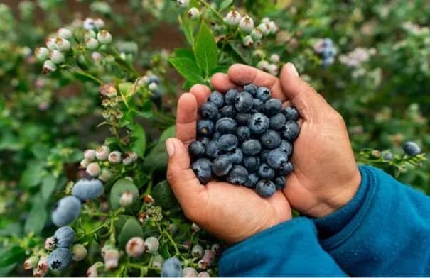 مركب في التوت والعنب قد يعزز قدرة العضلات على حرق الدهون
