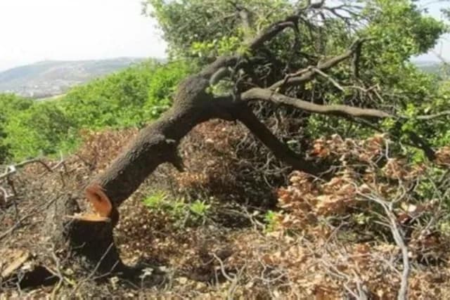 ضبط 5 أطنان حطب في قضية اعتداء على أشجار حرجية معمرة بعجلون