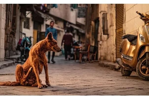 وفاة شاب في بورسعيد بعد مطاردة كلاب ضالة لدراجته النارية