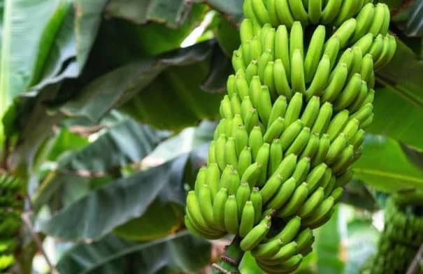 الموز الأخضر قد يتفوق صحياً على الناضج بفضل النشا المقاوم
