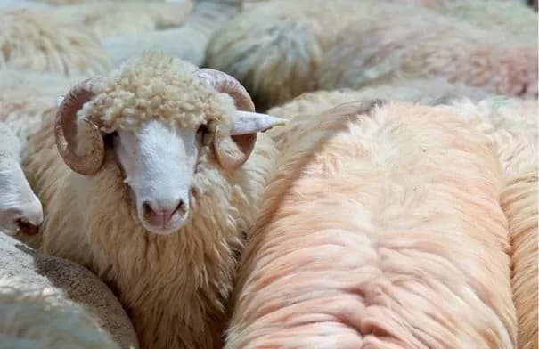 العراق يعيد شحنة أغنام جورجية بعد اكتشاف إصابتها بالحمى القلاعية