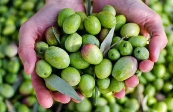 زراعة الكورة: أمطار الجمعة تسرّع نضوج ثمار الزيتون وتحسّن جودته