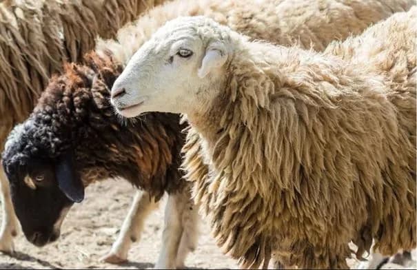 زراعة الباديتين تدعو مربي الأغنام لتجديد دفاتر الحيازة إلكترونيًا